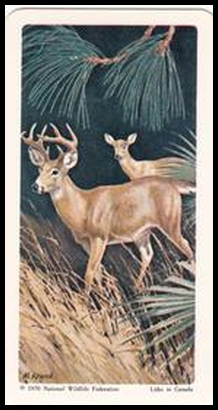 70BBNAWD 35 Key Deer.jpg